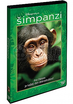 �impanzi